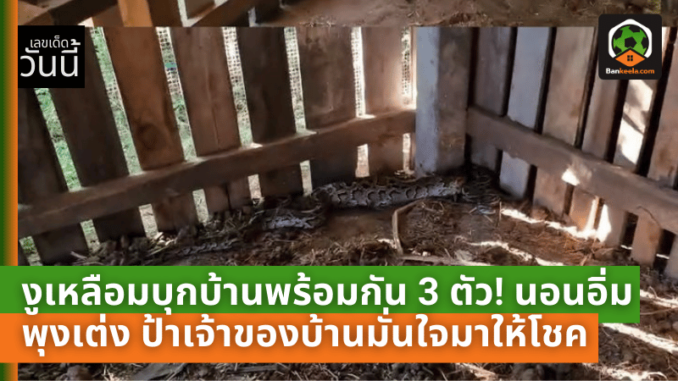 งูเหลือมบุกบ้านพร้อมกัน 3 ตัว! นอนอิ่มพุงเต่ง
